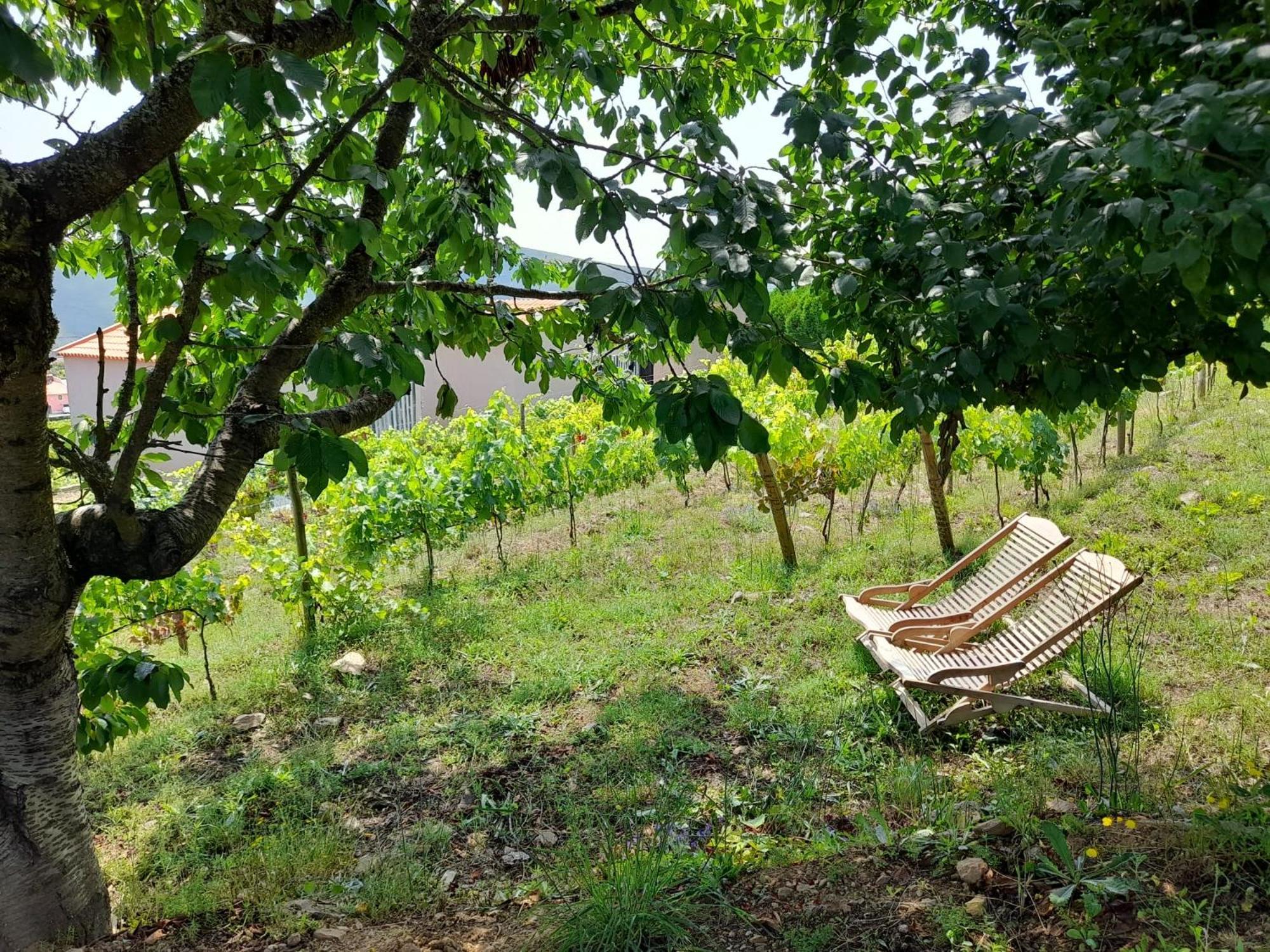 Penzion Quinta Manhas Douro Provesende Exteriér fotografie